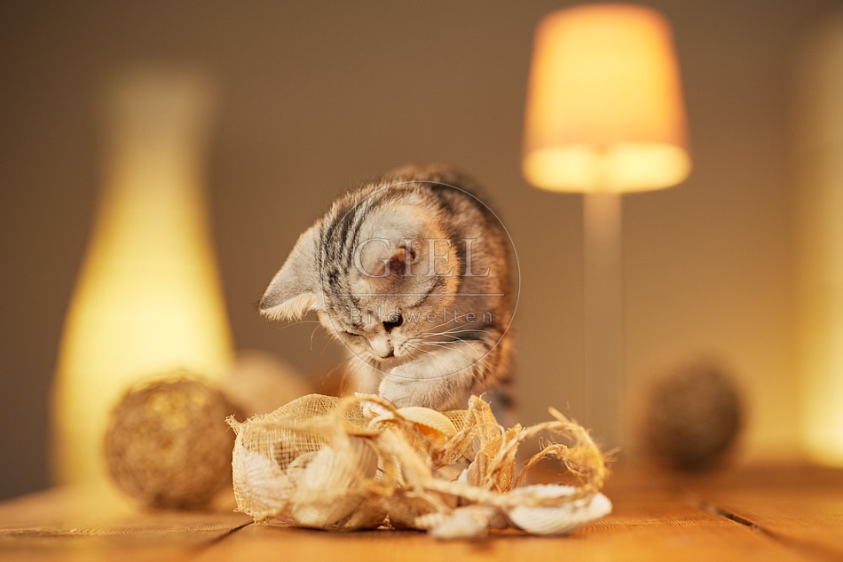 115585 Junge Britisch Kurzhaar Katze auf Tisch