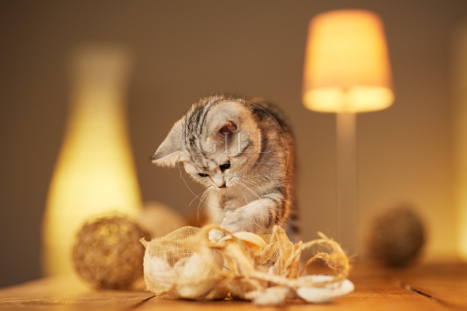 115588 Junge Britisch Kurzhaar Katze auf Tisch