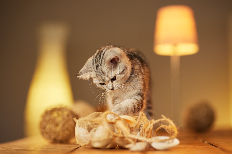 115590 Junge Britisch Kurzhaar Katze auf Tisch