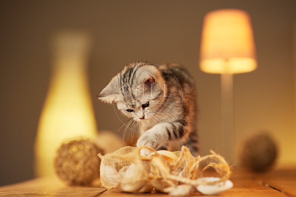 115591 Junge Britisch Kurzhaar Katze auf Tisch