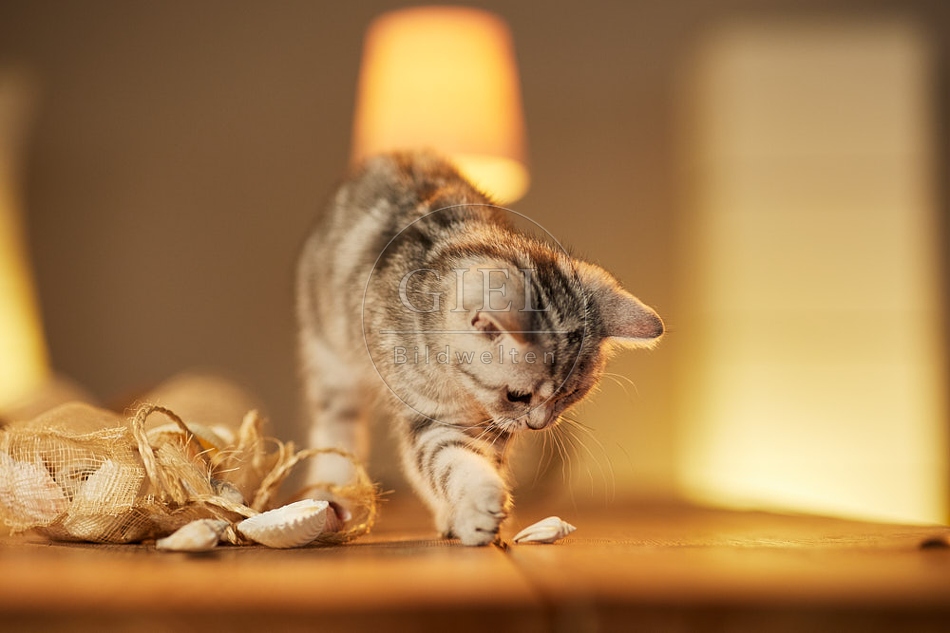 115594 Junge Britisch Kurzhaar Katze auf Tisch