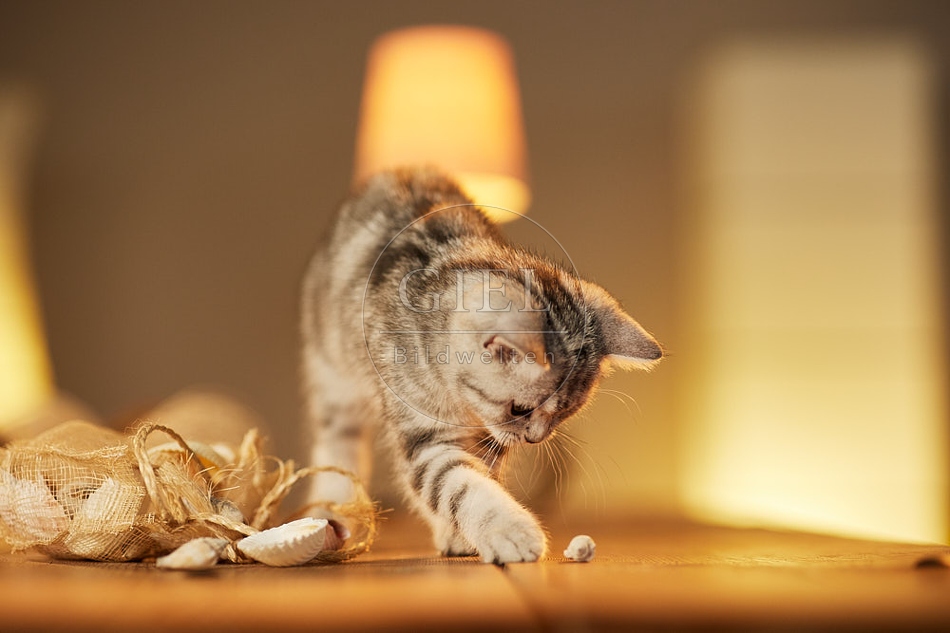 115595 Junge Britisch Kurzhaar Katze auf Tisch