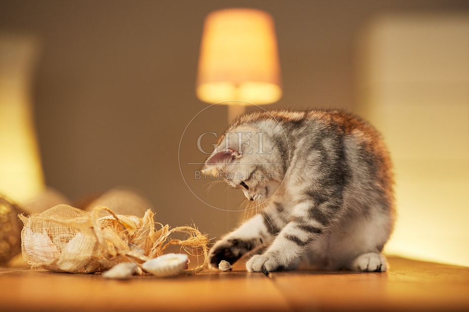 115598 Junge Britisch Kurzhaar Katze auf Tisch