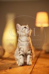 115603 Junge Britisch Kurzhaar Katze auf Tisch