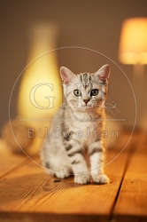 115604 Junge Britisch Kurzhaar Katze auf Tisch