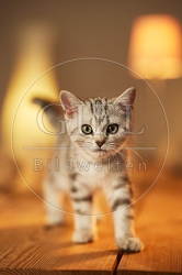 115605 Junge Britisch Kurzhaar Katze auf Tisch