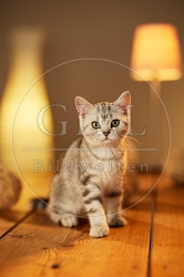 115607 Junge Britisch Kurzhaar Katze auf Tisch