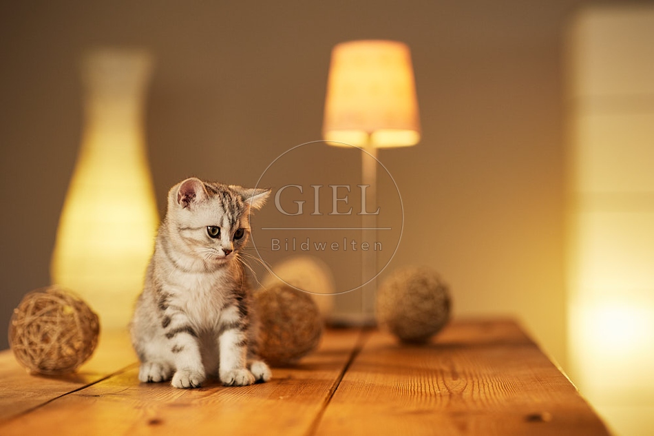 115608 Junge Britisch Kurzhaar Katze auf Tisch