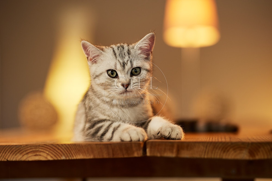 115609 Junge Britisch Kurzhaar Katze auf Tisch