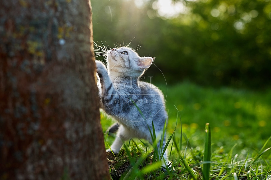 115816 Junge Britisch Kurzhaar Katze