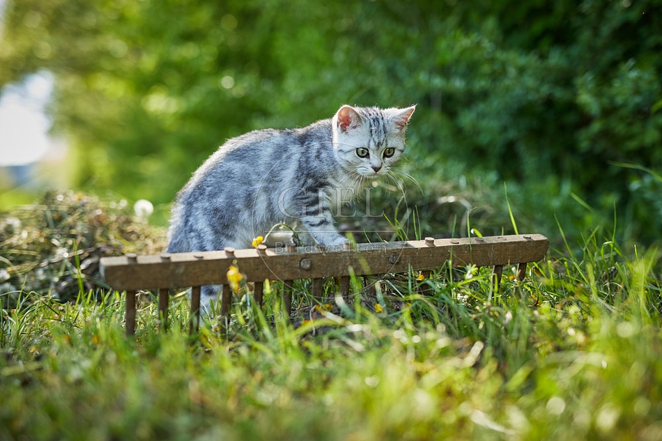 115860 Junge Britisch Kurzhaar Katze