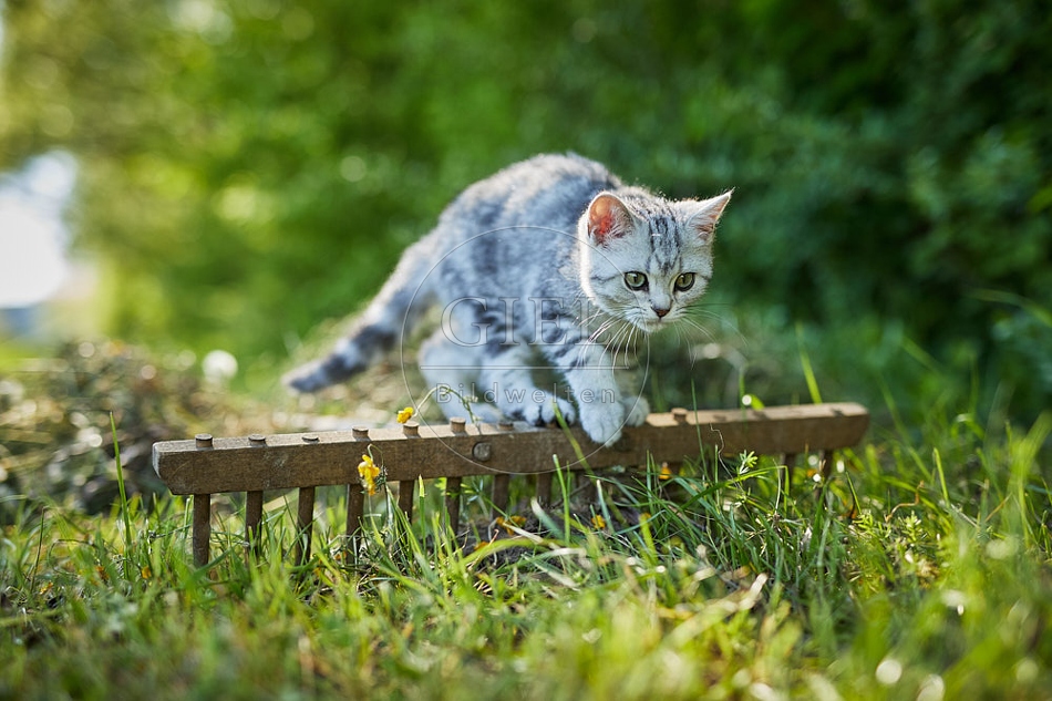 115861 Junge Britisch Kurzhaar Katze
