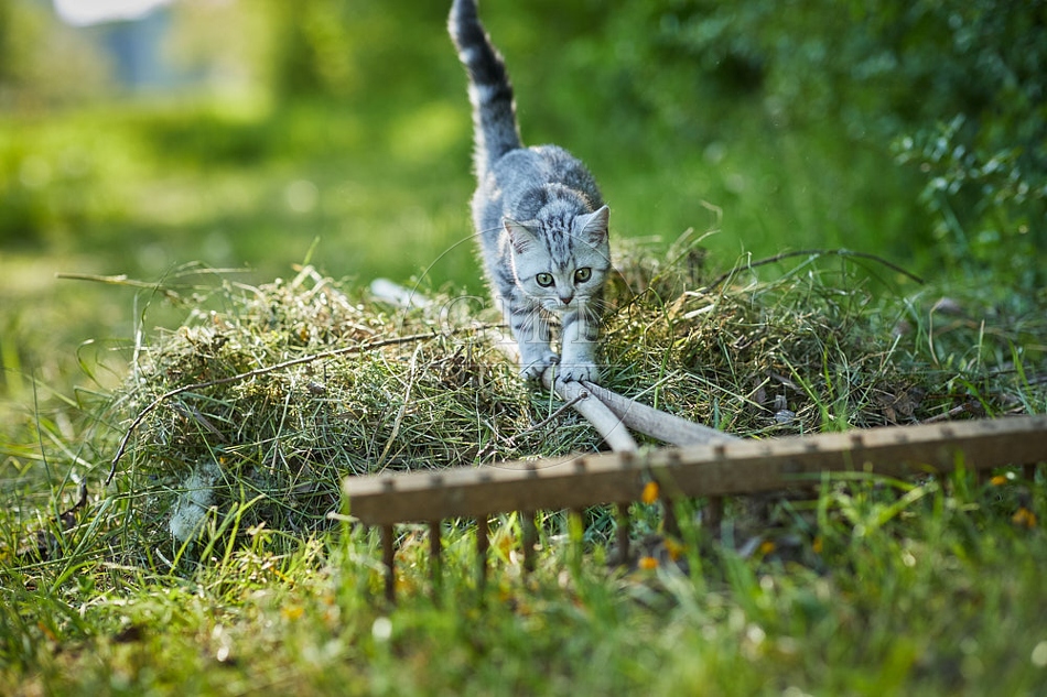 115862 Junge Britisch Kurzhaar Katze