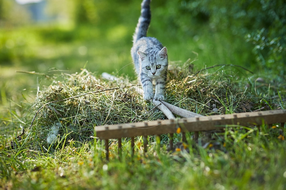 115863 Junge Britisch Kurzhaar Katze