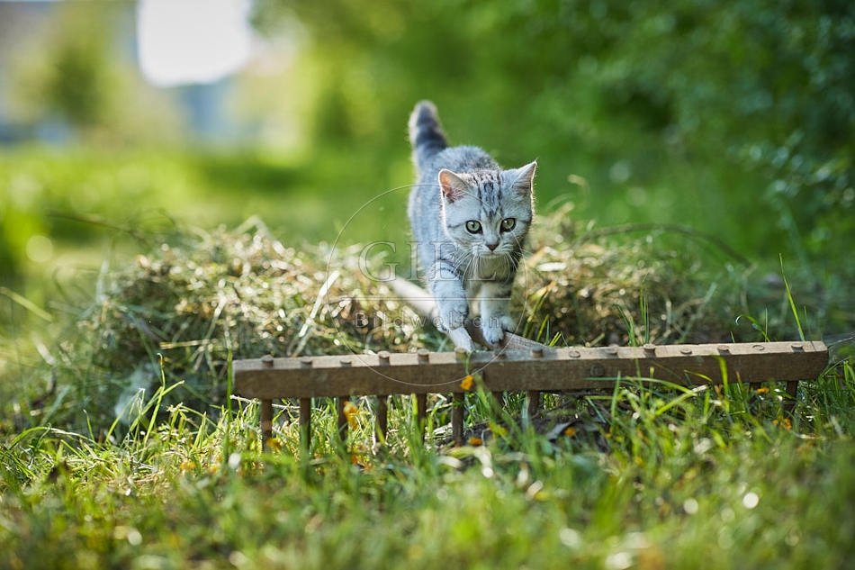 115864 Junge Britisch Kurzhaar Katze