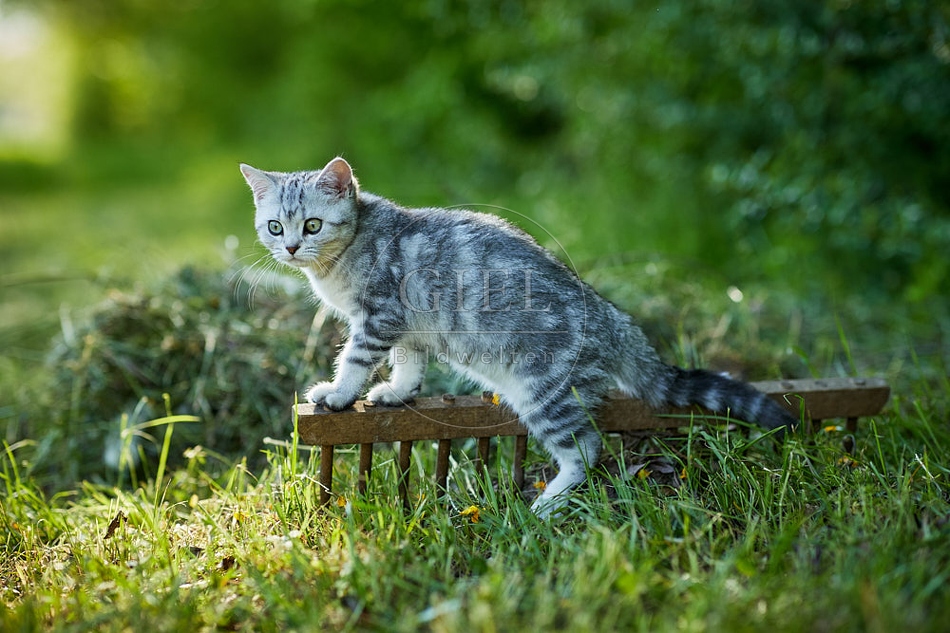 115867 Junge Britisch Kurzhaar Katze
