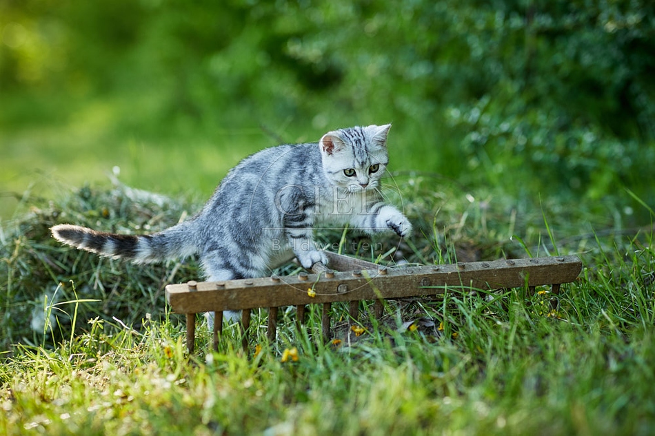 115868 Junge Britisch Kurzhaar Katze