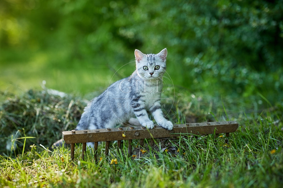 115869 Junge Britisch Kurzhaar Katze