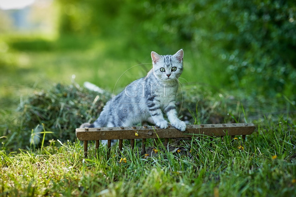 115870 Junge Britisch Kurzhaar Katze