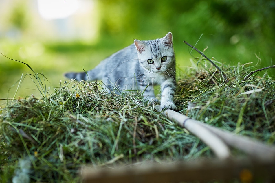 115871 Junge Britisch Kurzhaar Katze
