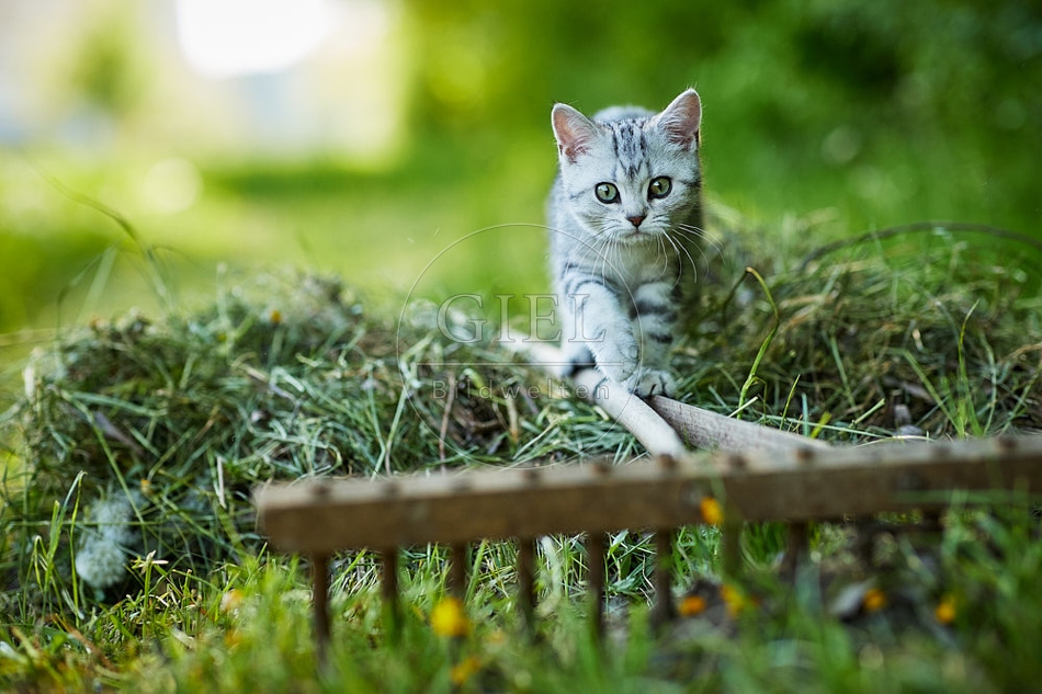 115872 Junge Britisch Kurzhaar Katze