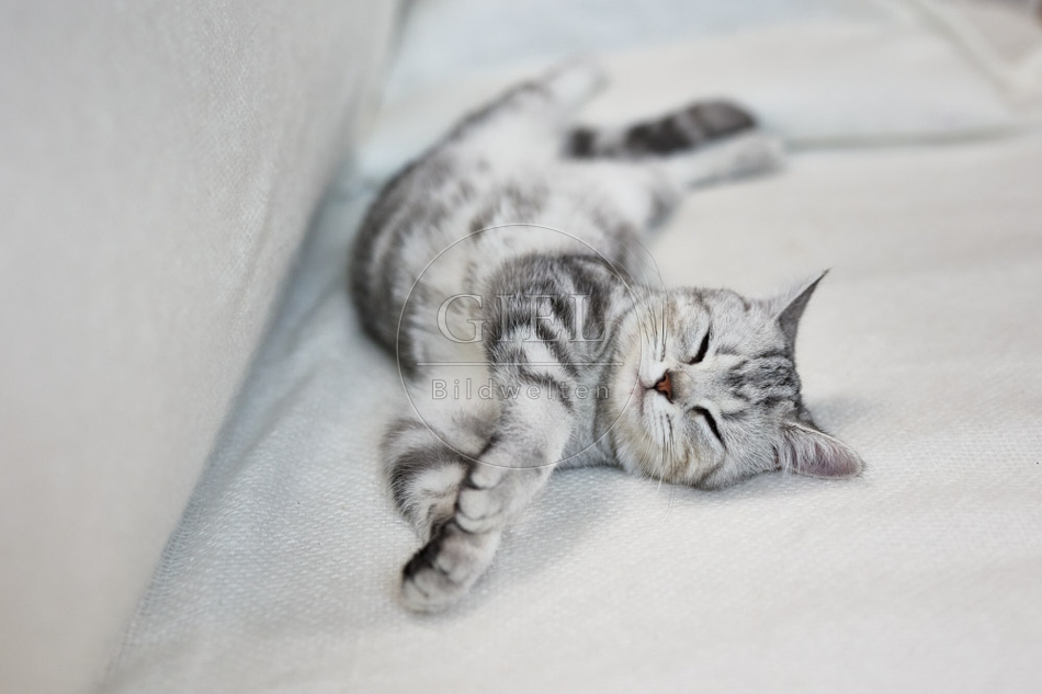 116851 Britisch Kurzhaar Katze liegt auf Sofa