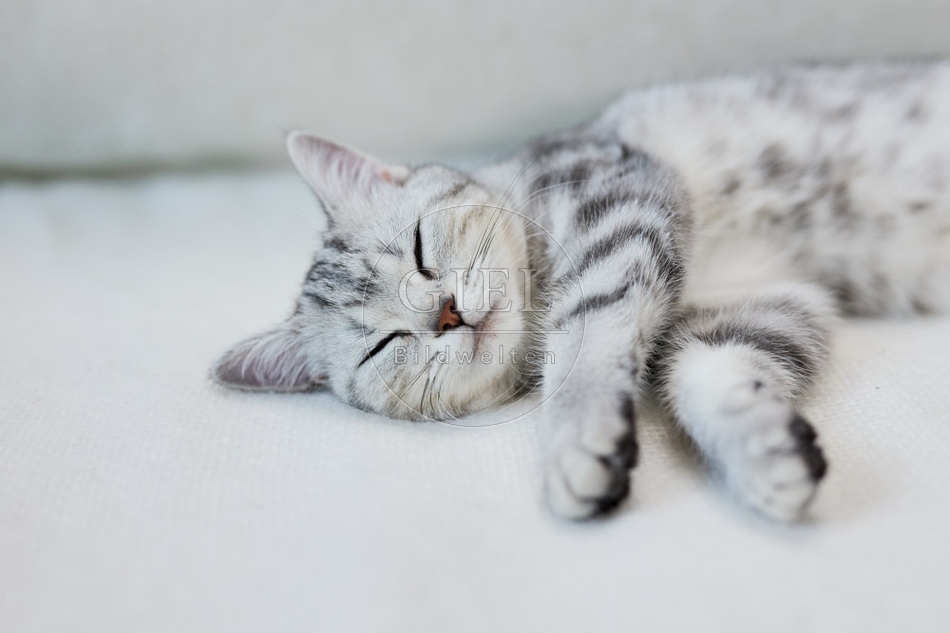 116854 Britisch Kurzhaar Katze liegt auf Sofa