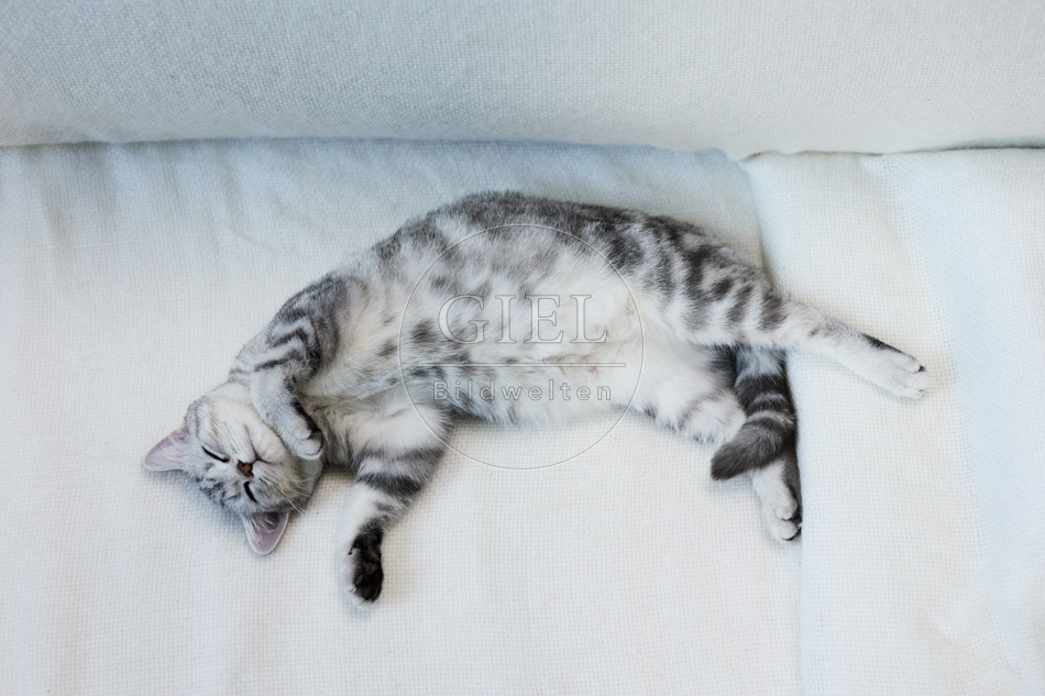 116857 Britisch Kurzhaar Katze liegt auf Sofa