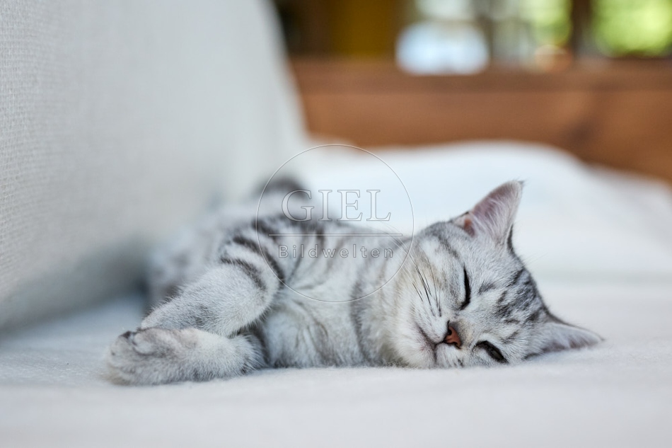 116858 Britisch Kurzhaar Katze liegt auf Sofa