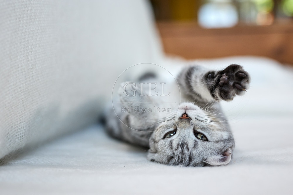 116859 Britisch Kurzhaar Katze liegt auf Sofa