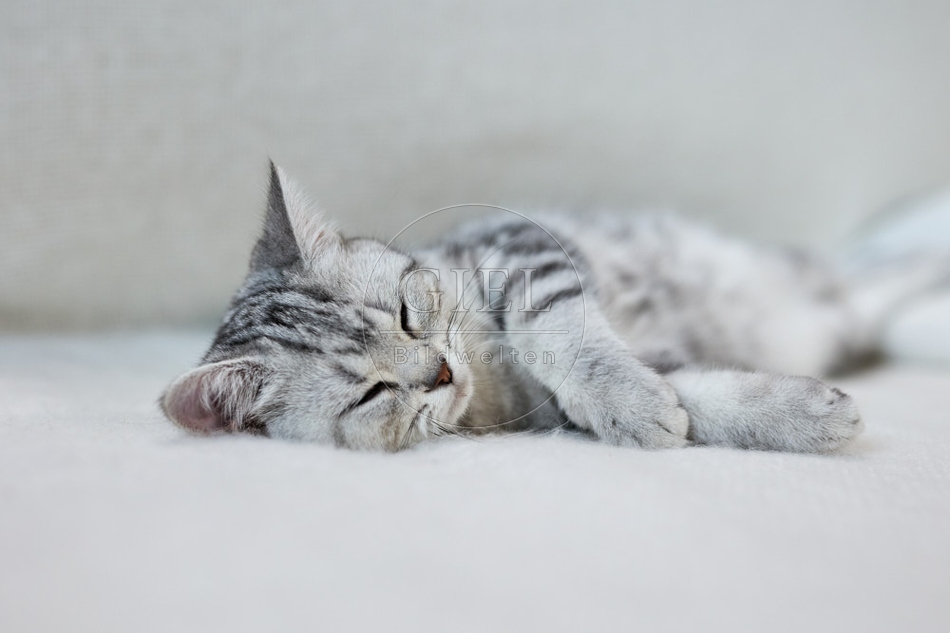 116865 Britisch Kurzhaar Katze liegt auf Sofa