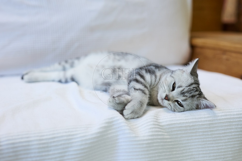 116895 Britisch Kurzhaar Katze liegt auf Sofa