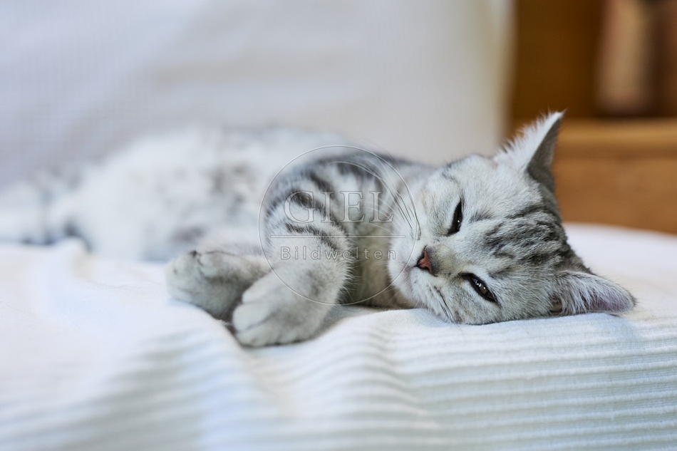 116896 Britisch Kurzhaar Katze liegt auf Sofa