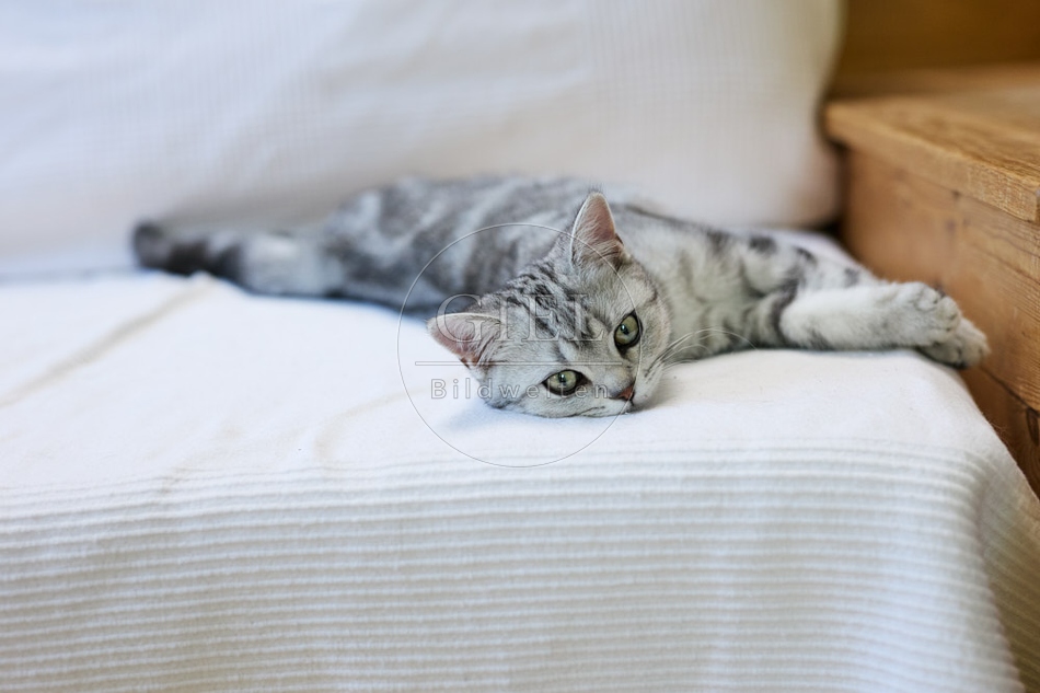 116897 Britisch Kurzhaar Katze liegt auf Sofa