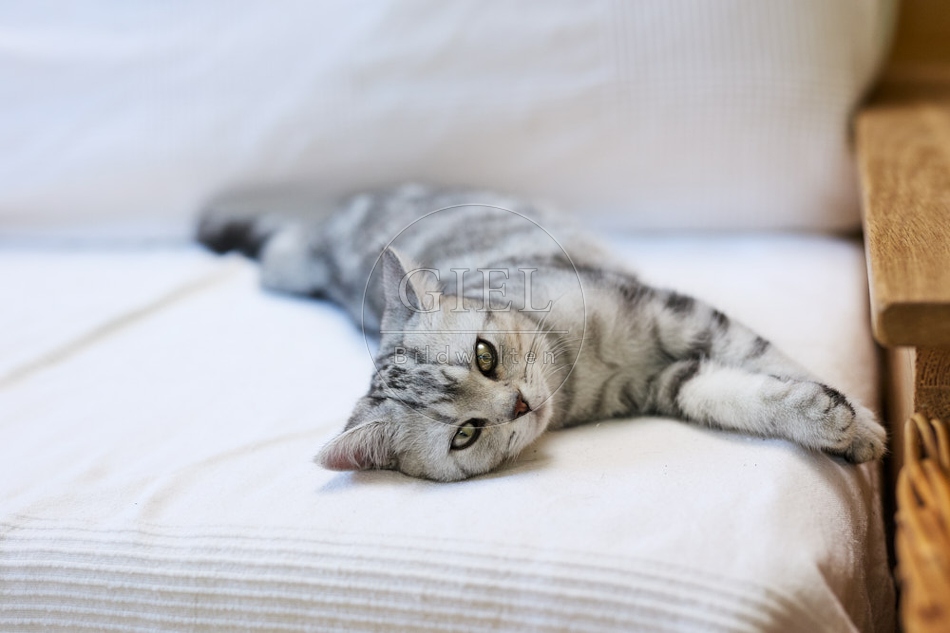 116898 Britisch Kurzhaar Katze liegt auf Sofa