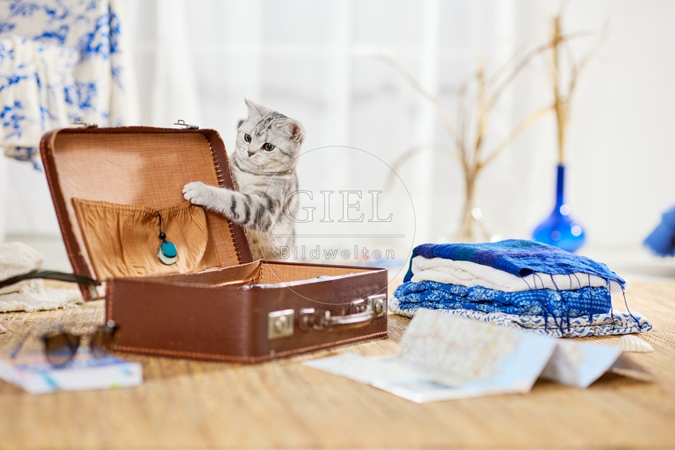 117372 Britisch Kurzhaar Katze