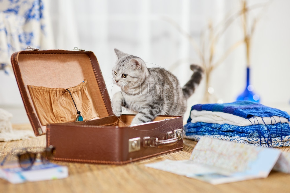 117375 Britisch Kurzhaar Katze