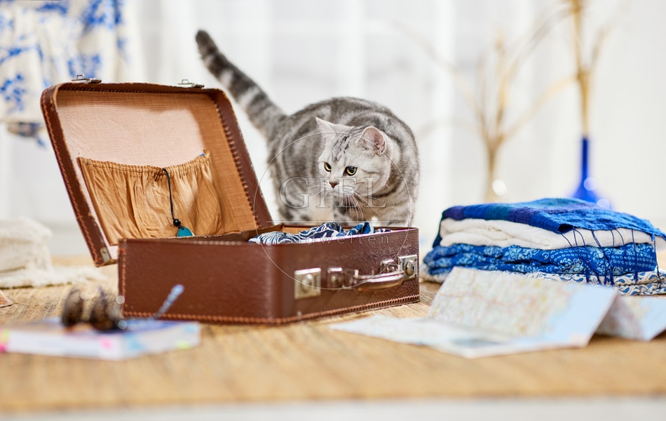 117380 Britisch Kurzhaar Katze