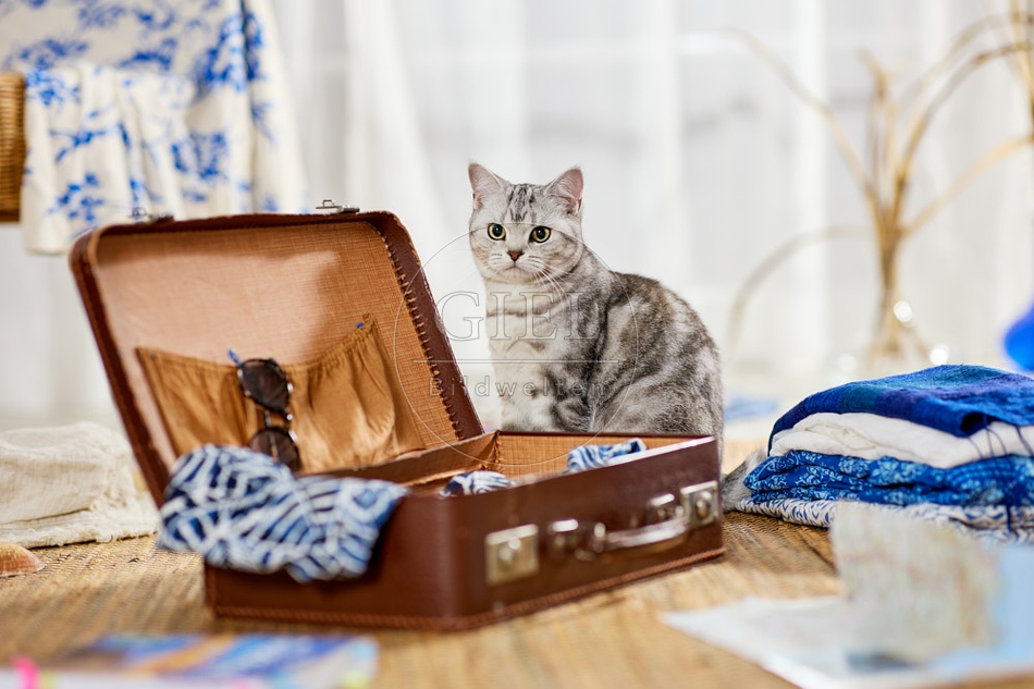 117390 Britisch Kurzhaar Katze