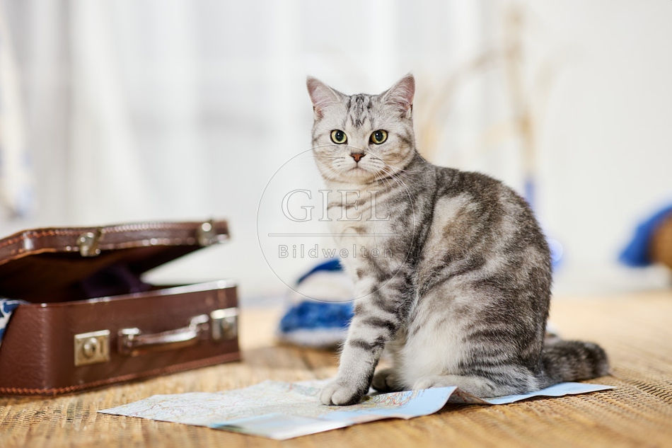 117395 Britisch Kurzhaar Katze