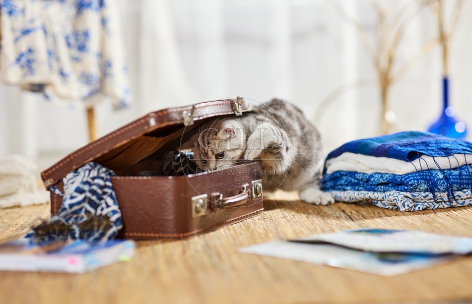 117401 Britisch Kurzhaar Katze