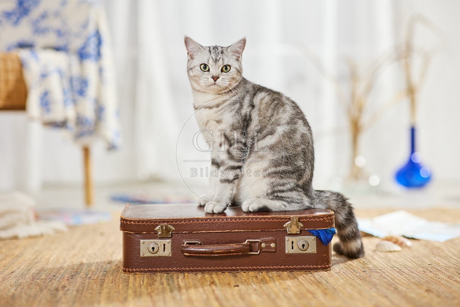 117403 Britisch Kurzhaar Katze