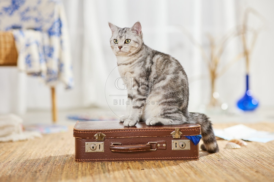 117404 Britisch Kurzhaar Katze