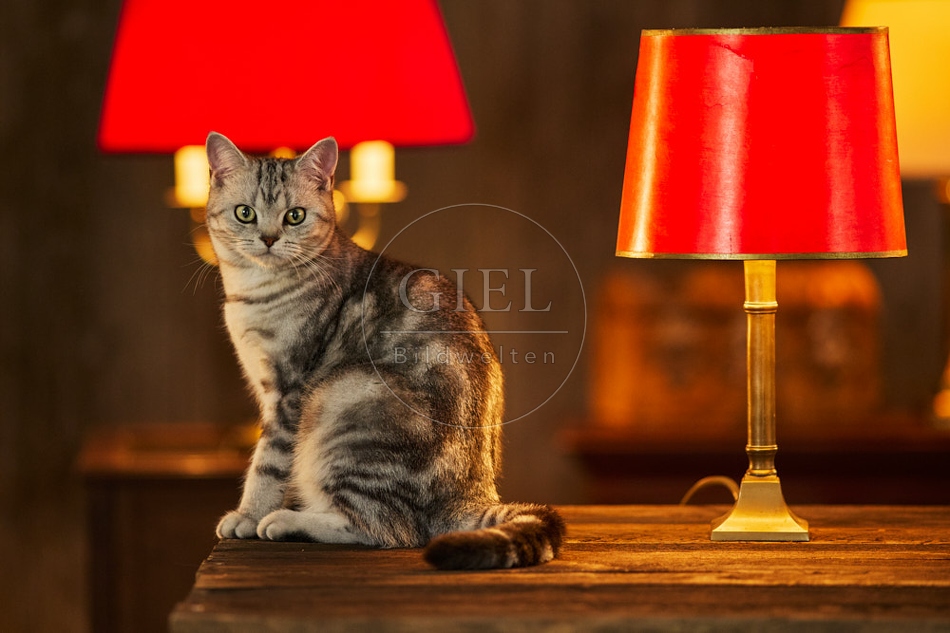 117495 Britisch Kurzhaar Katzen