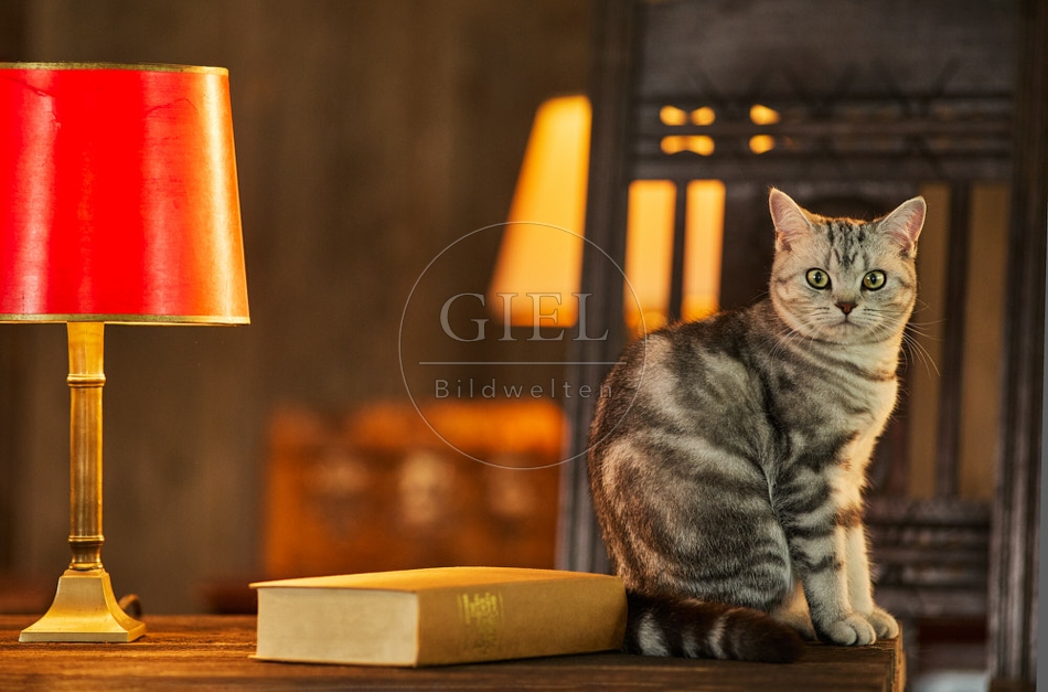 117497 Britisch Kurzhaar Katzen