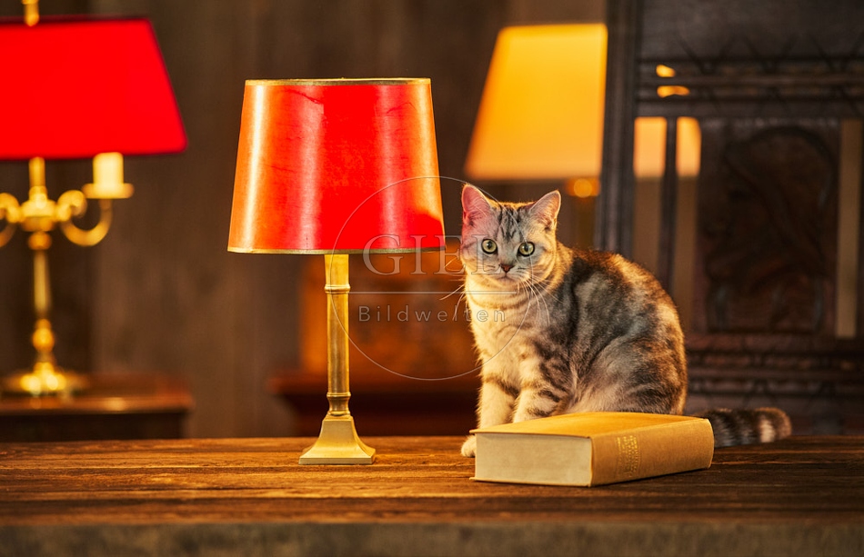 117500 Britisch Kurzhaar Katzen