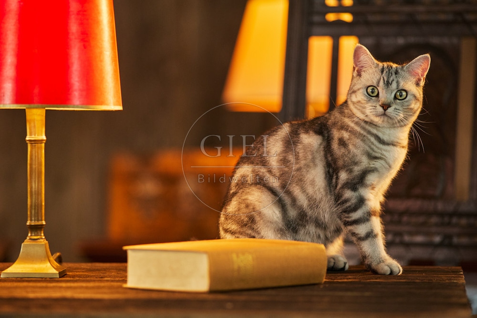 117505 Britisch Kurzhaar Katzen