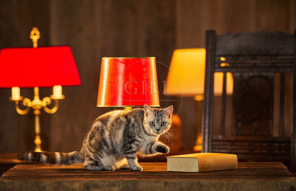 117506 Britisch Kurzhaar Katzen