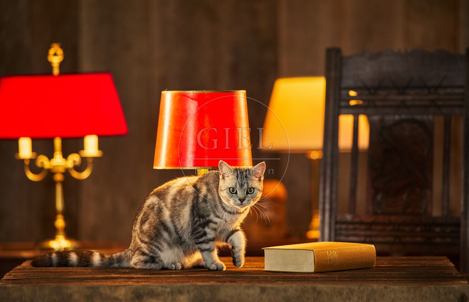 117507 Britisch Kurzhaar Katzen