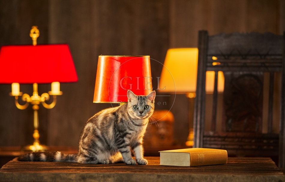 117508 Britisch Kurzhaar Katzen